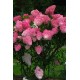 Гортензія волотиста «Fraise Melba» (Фрейз Мельба) С3